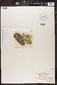 Variolaria amara image