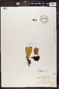 Peltigera scabrosa image
