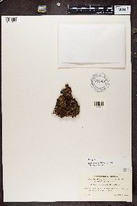 Peltigera horizontalis image