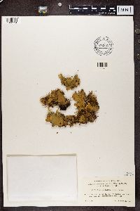 Peltigera polydactylon image