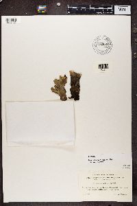 Peltigera malacea image