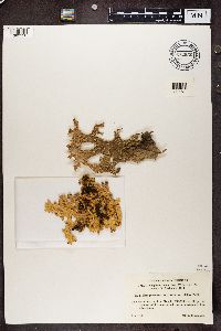Lobaria pulmonaria image