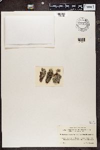 Mycoblastus affinis image