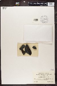 Acarospora fuscata image