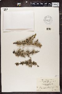 Hypogymnia physodes image