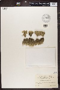 Arctoparmelia centrifuga image