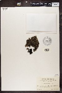 Parmelia saxatilis image