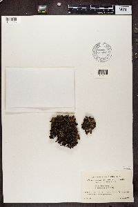 Platismatia glauca image