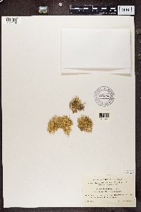 Ramalina farinacea image