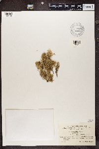 Media resource of Ramalina farinacea