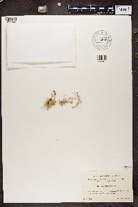 Usnea lapponica image