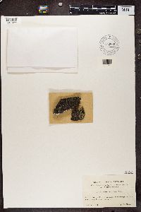 Thumbnail image of current specimen