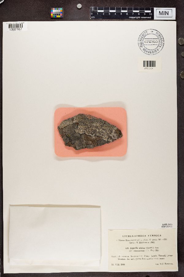 Bellemerea alpina image