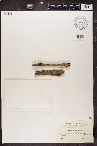 Polycauliona polycarpa image