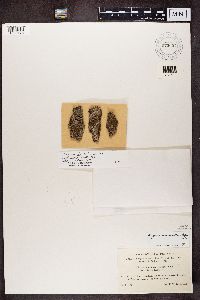 Physconia grisea image