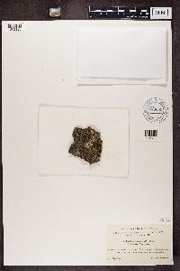 Buellia disciformis image