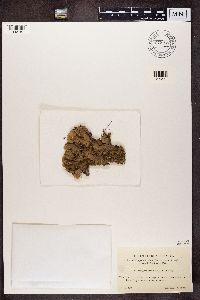 Peltigera praetextata image