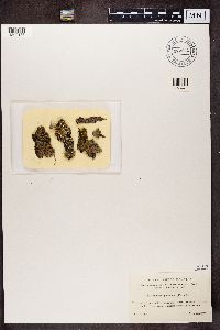 Protopannaria pezizoides image