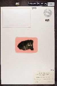 Parmeliella triptophylla image
