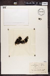 Collema flaccidum image