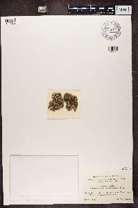 Cladonia fimbriata image