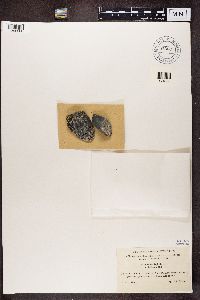 Lecidea lapicida image