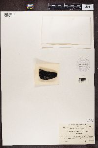 Rinodina atrocinerea image