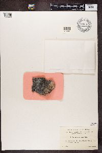 Acarospora veronensis image