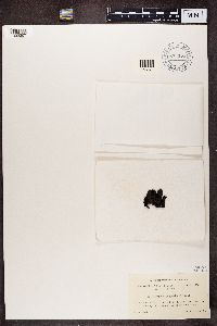 Gyrophora polyphylla image