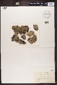 Hypogymnia farinacea image