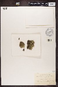 Arctoparmelia centrifuga image