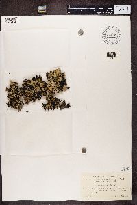 Platismatia glauca image