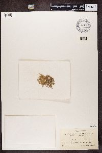 Evernia prunastri image