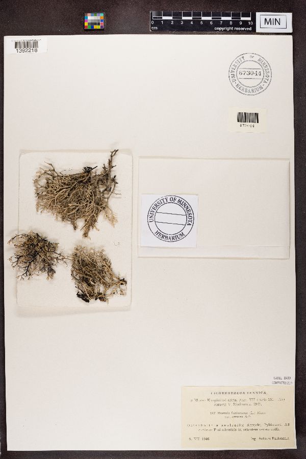 Evernia furfuracea image