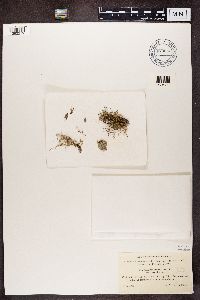 Ramalina farinacea image