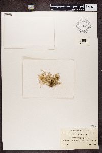 Ramalina farinacea image