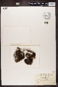 Bryoria fuscescens image