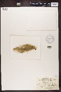 Usnea glabrescens image