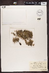 Stereocaulon paschale image