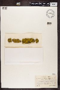 Candelariella xanthostigma image