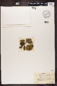 Blastenia ferruginea image