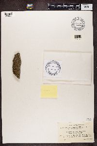 Athallia holocarpa image