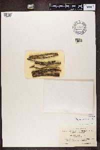 Physcia stellaris image