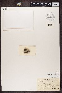 Physcia caesia image