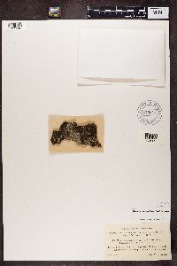 Phaeophyscia orbicularis image