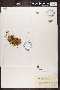 Peltigera degenii image