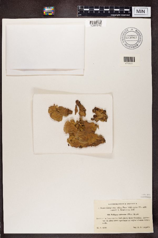 Peltigera rufescens image