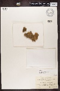 Peltigera praetextata image