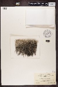 Cladonia rangiferina image