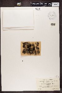 Pycnothelia papillaria image